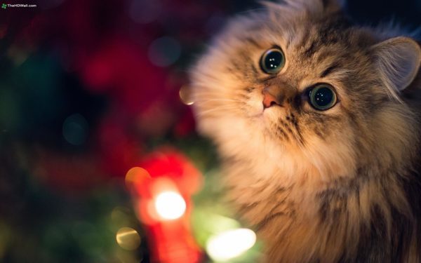 Lights of Love kitty 2 - website
