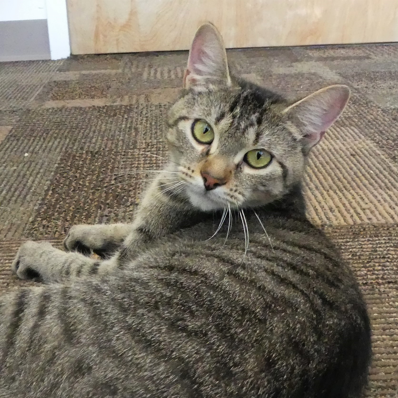 Rhea - Homeward Bound: Addison County’s Humane Society