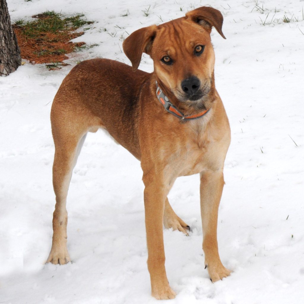 homeward bound pet cremation