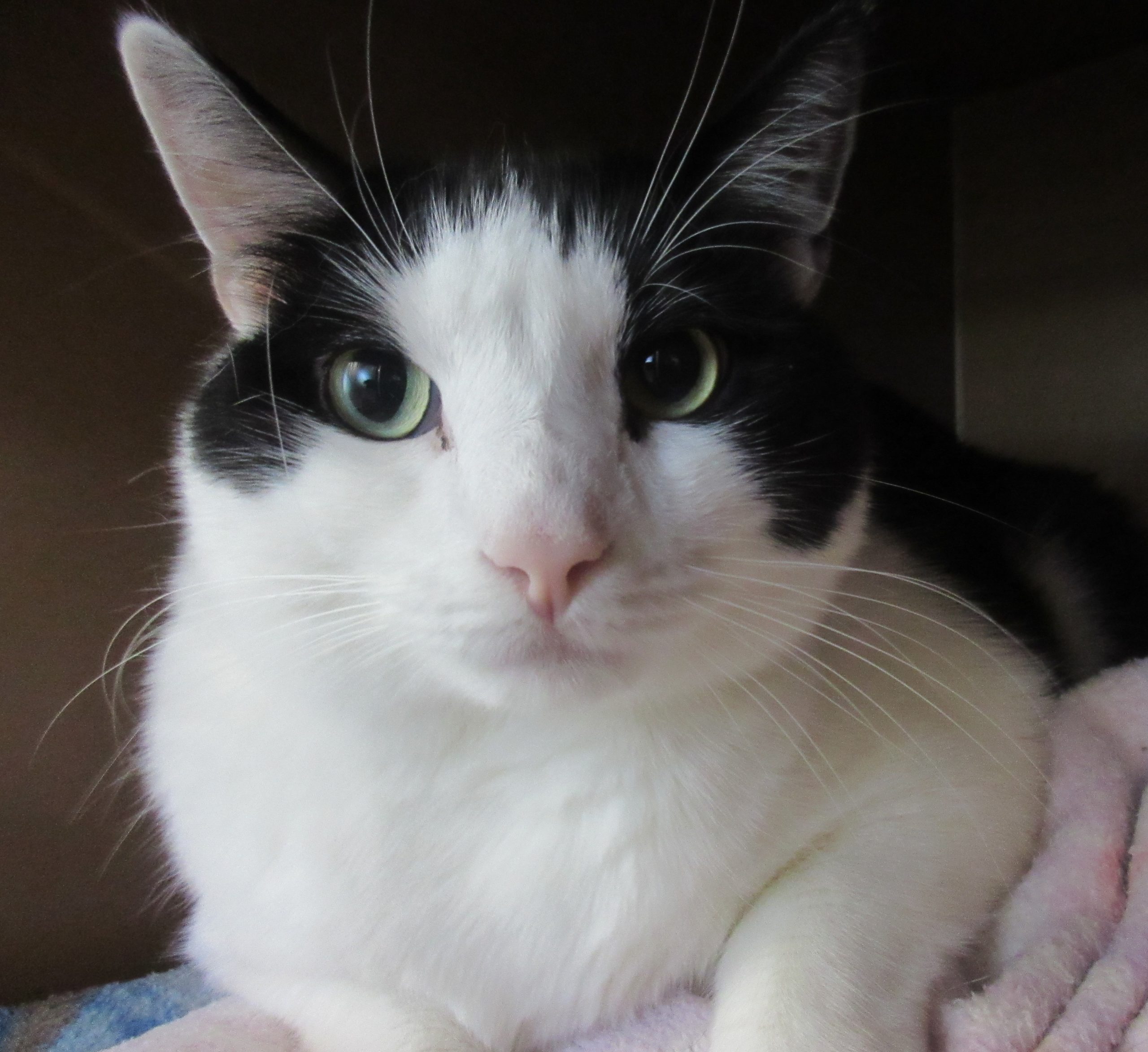 Basil and Angelo - Homeward Bound: Addison County’s Humane Society