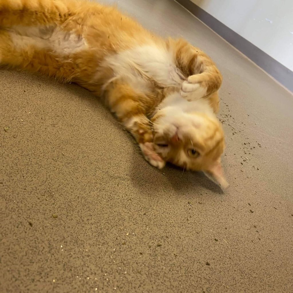 fancy pants for cats