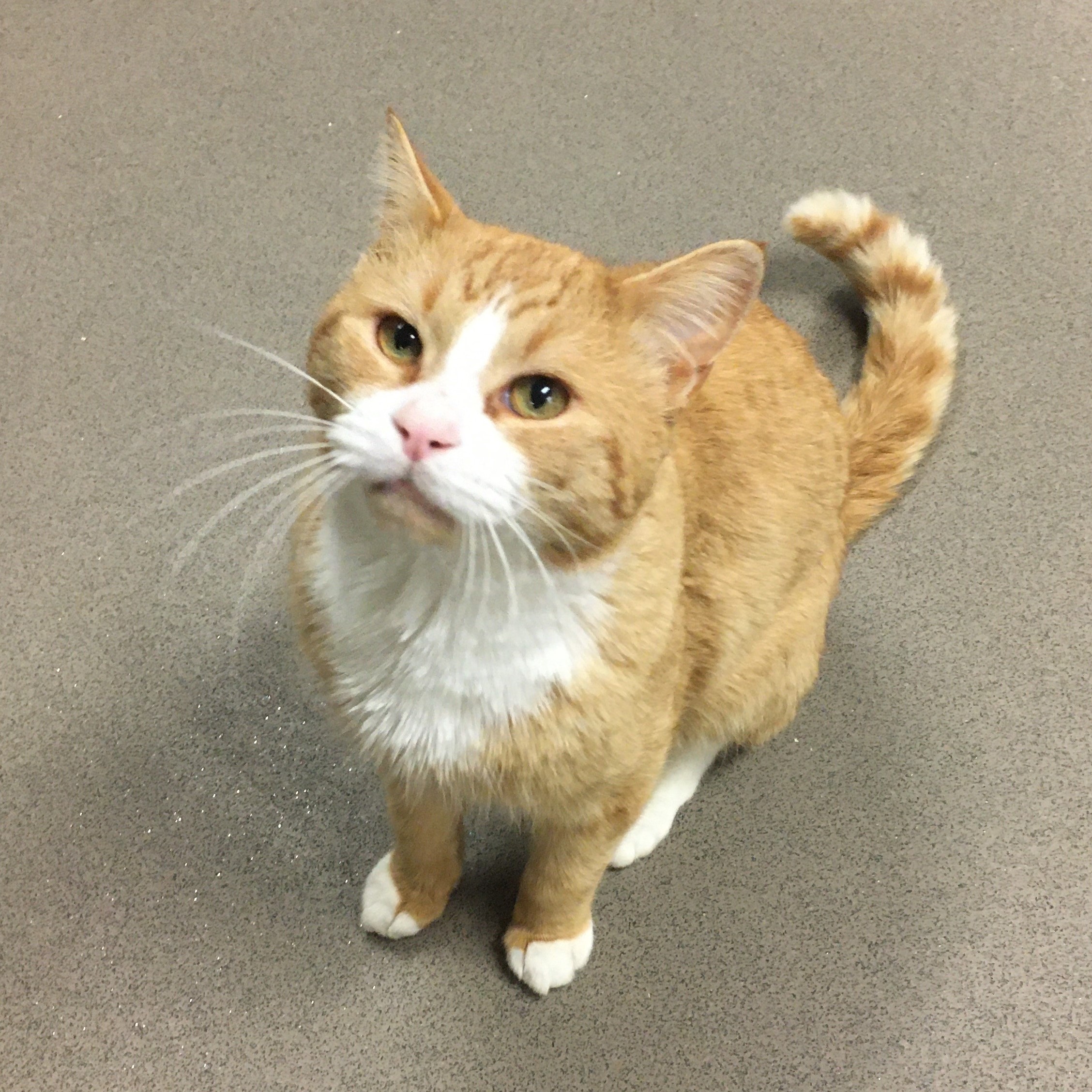 Mr. Sunshine - Homeward Bound: Addison County’s Humane Society