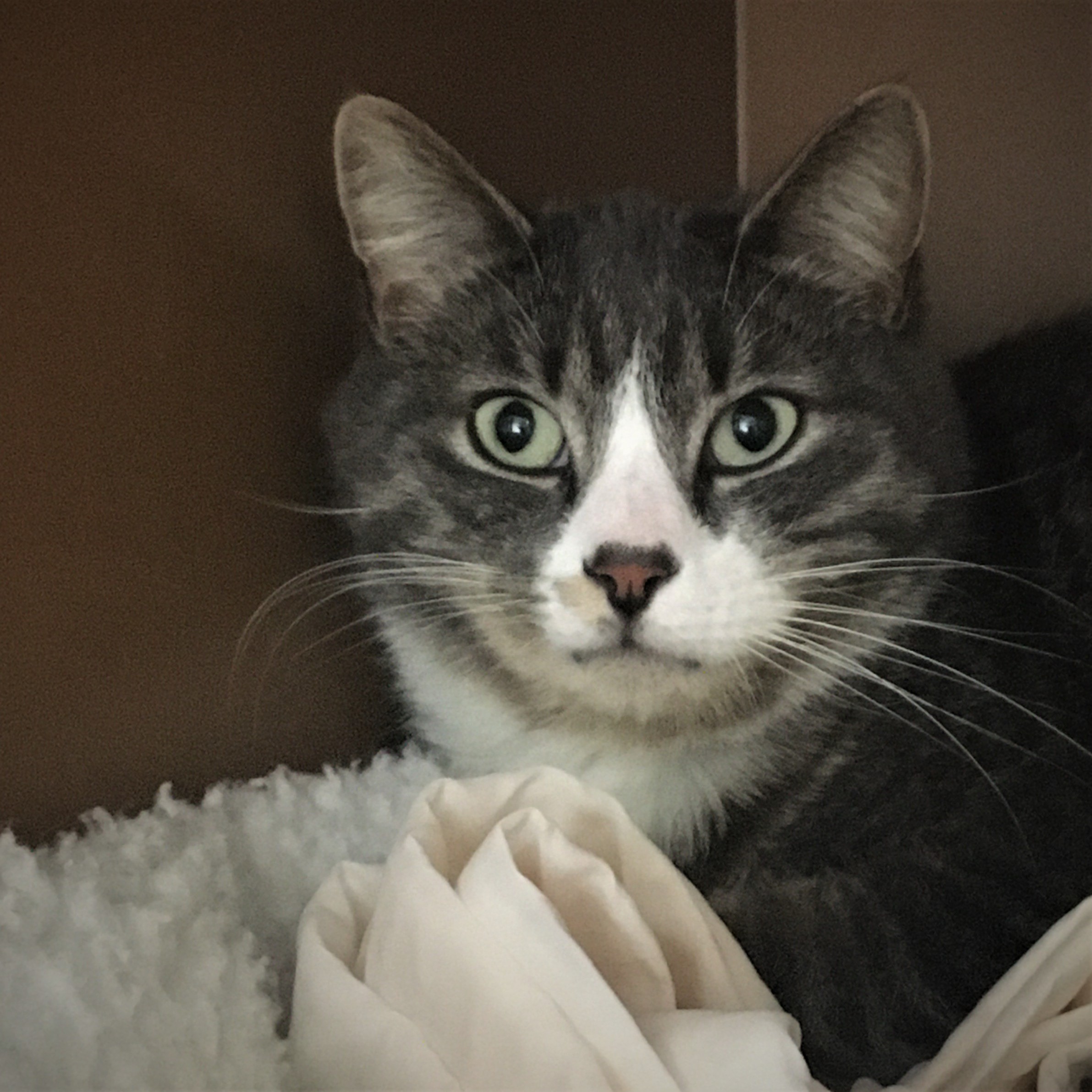 Mr. Jinkles - Homeward Bound: Addison County’s Humane Society