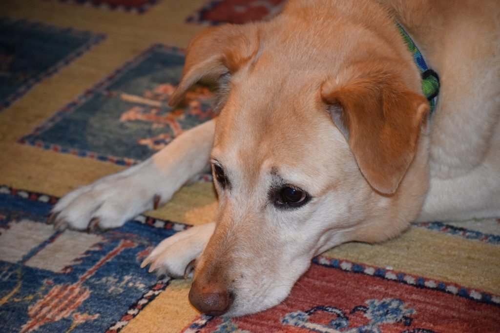 DSC_1040