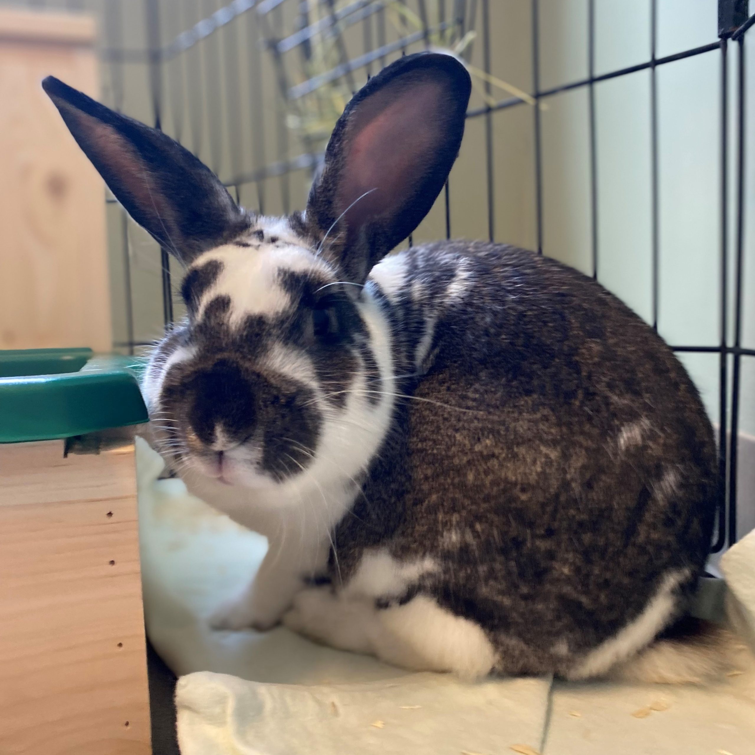 Mr. Miyagi - Homeward Bound: Addison County’s Humane Society