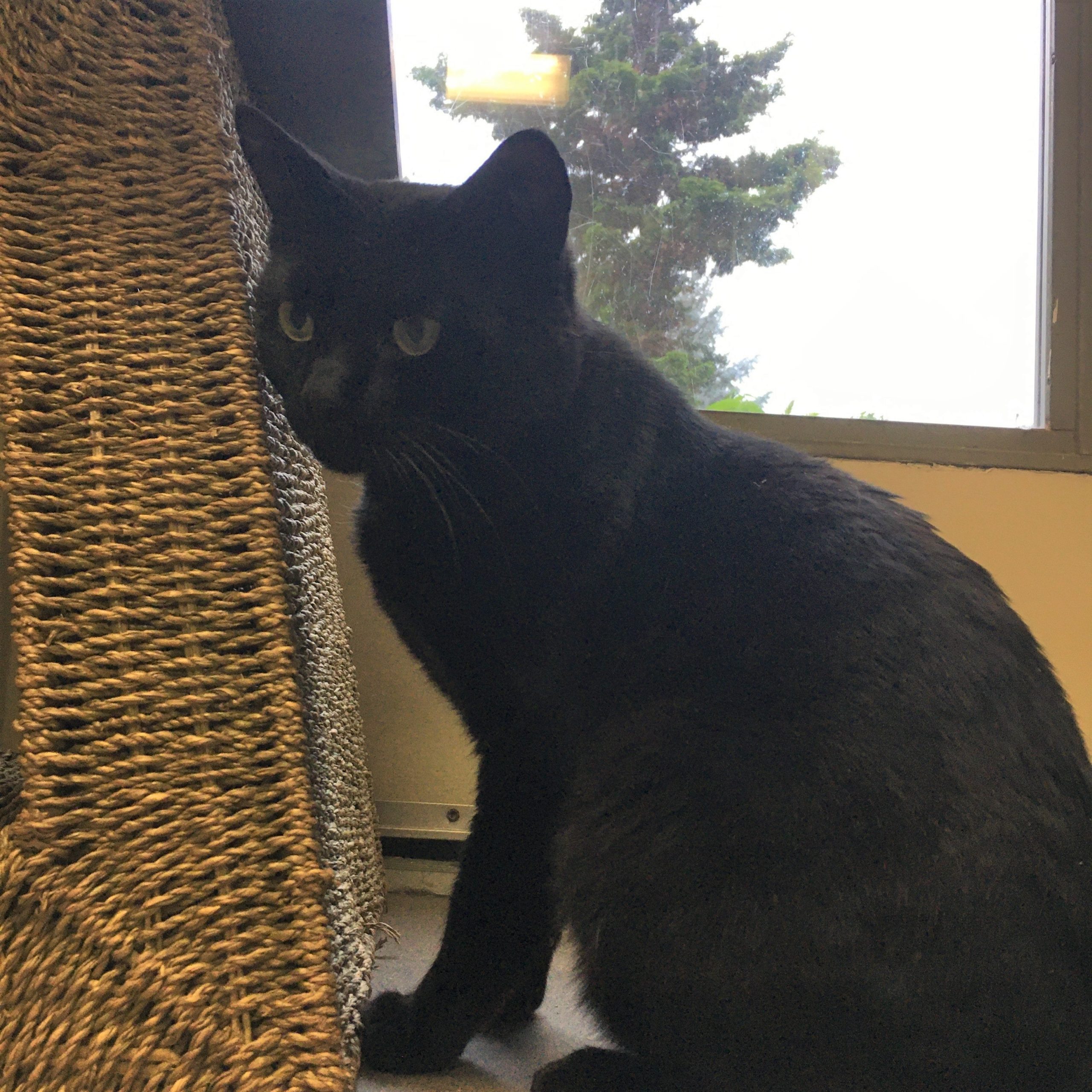 Isaac - Homeward Bound: Addison County’s Humane Society