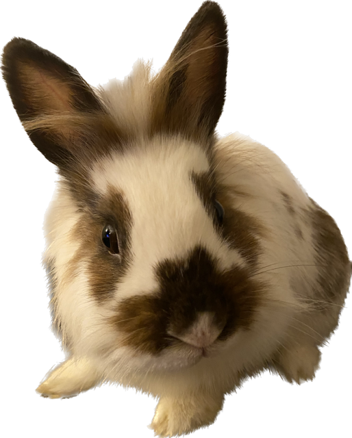 Bean Scout Rabbits Beans - Homeward Bound: Addison County’s Humane Society