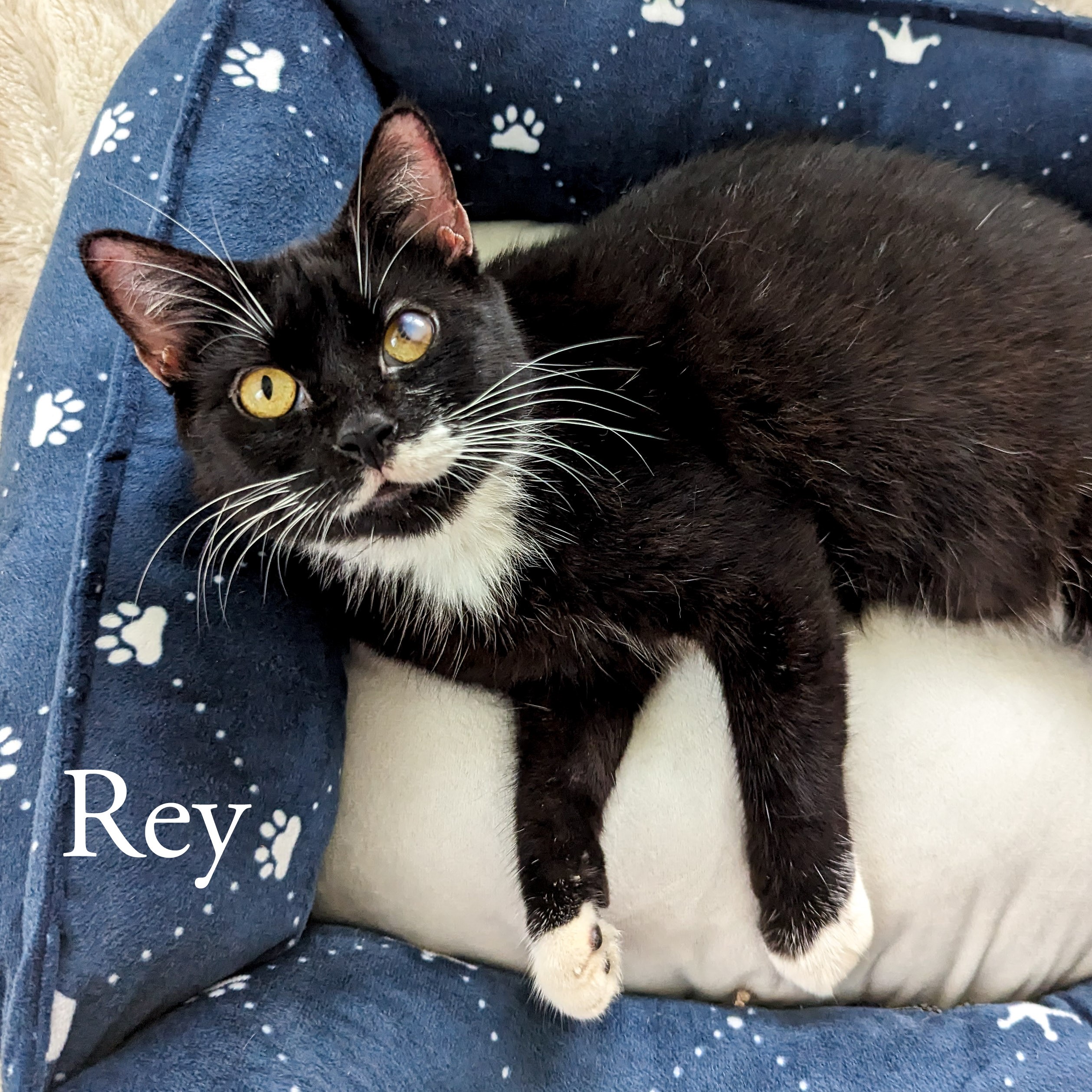 Rey - Homeward Bound: Addison County’s Humane Society