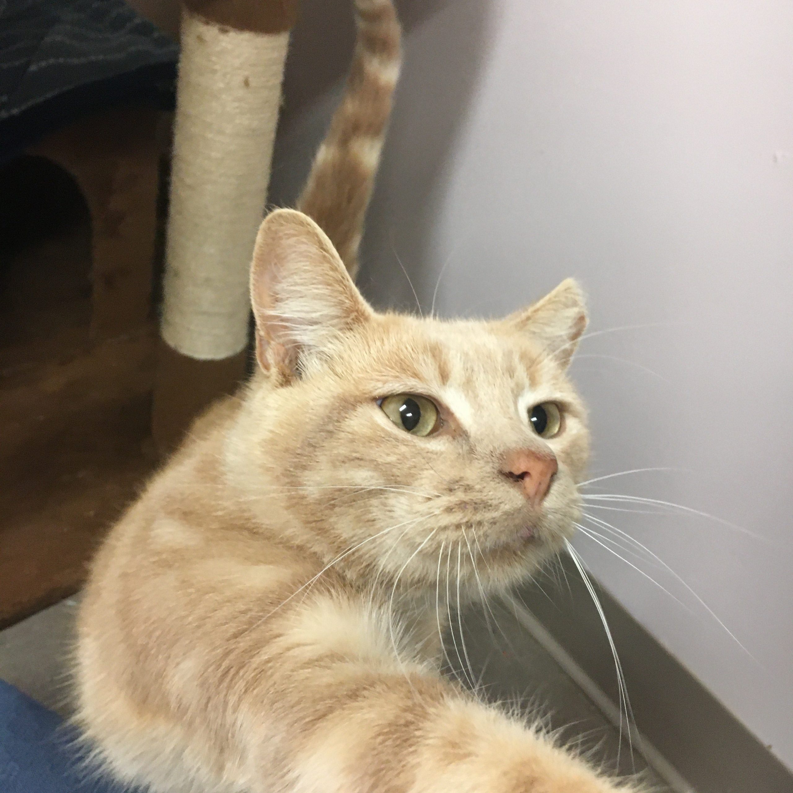 Ralph - Homeward Bound: Addison County’s Humane Society