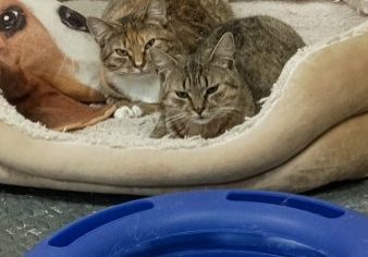 KCote_MollyandDiva_002