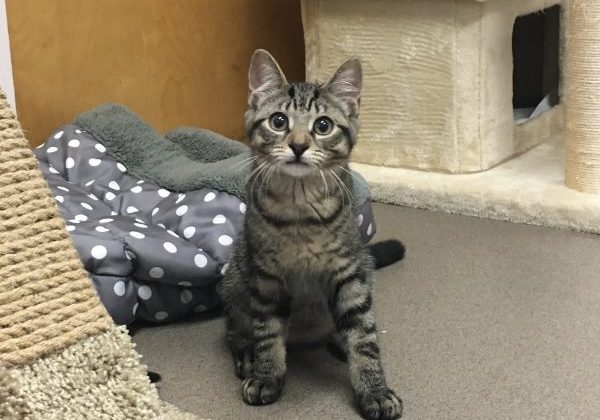Marvin kitten1-072425