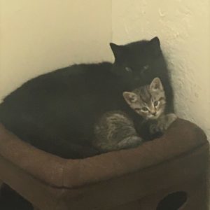 Poplin and kitten