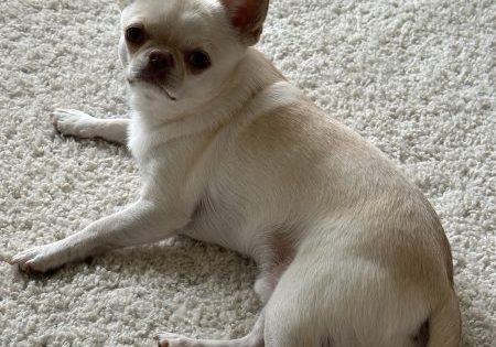 Sebastianfeature